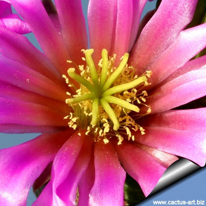 Echinocereus viereckii var. morricalii