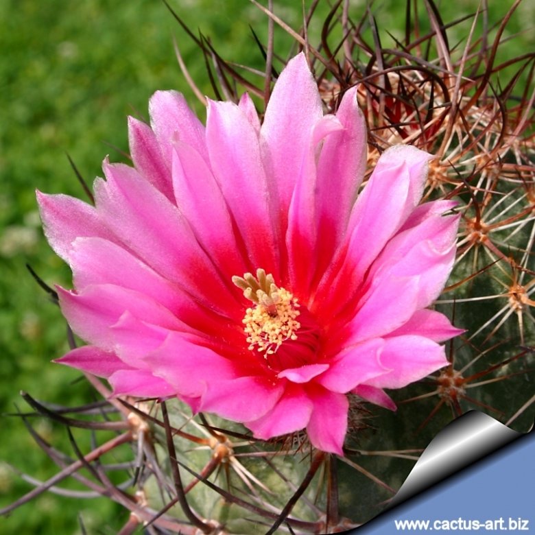 Echinocereus ferreirianus subs. lindsayi