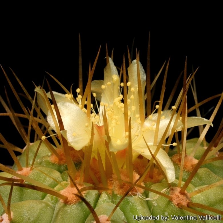 羅本製所 COPIAPOA CINEREA FLOWER SEASON Copiapoa cinerea - World