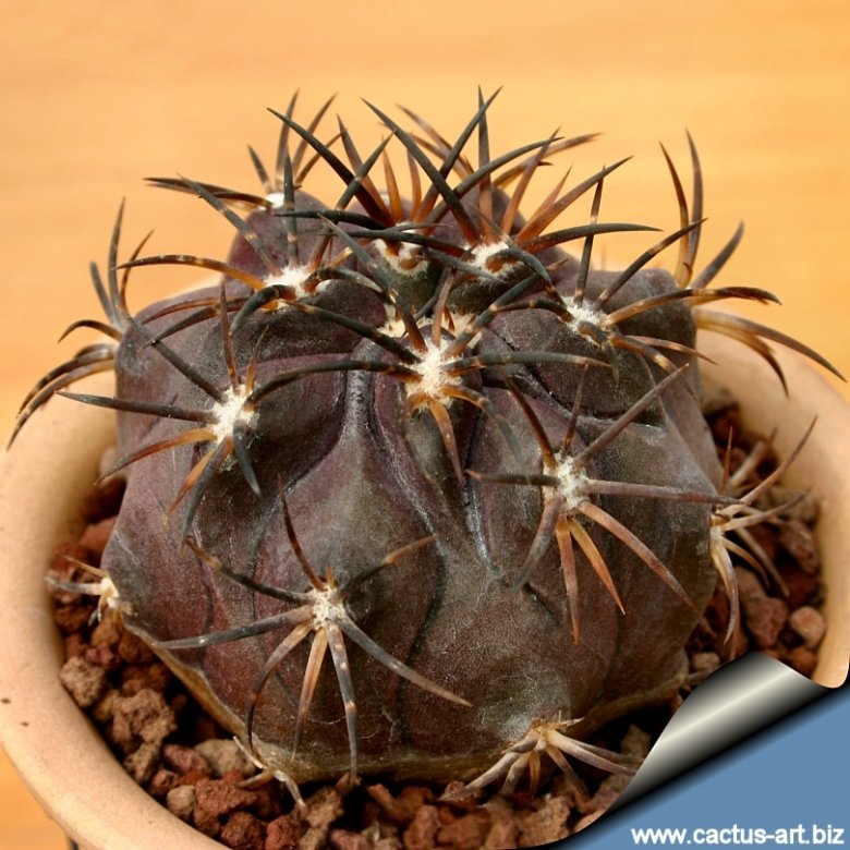 Copiapoa dura