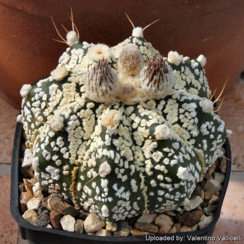 【洋書】Astrophytum Hybrids pht_15108_l.jpg