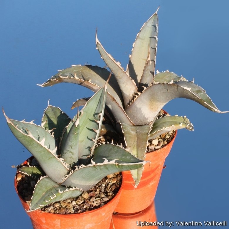 13 Agave titanota×margaritae 001 アガベ チタノタ×マルガリータ TIMG