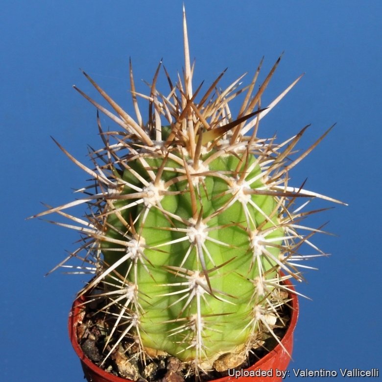 Trichocereus chiloensis var. panhoplites