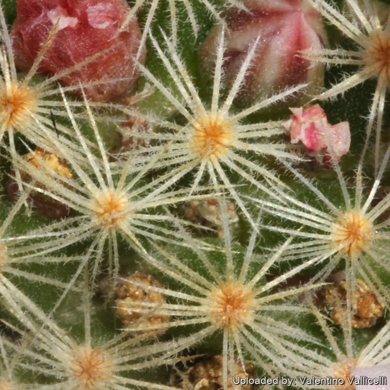 Mammillaria giselae