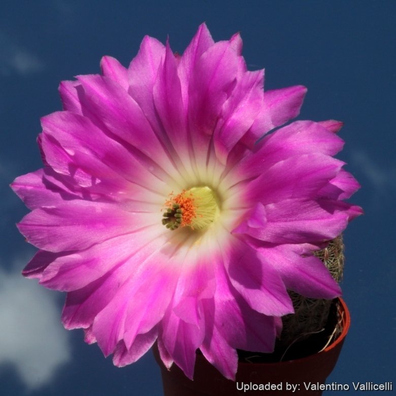 Echinocereus pectinatus var. rigidissimus
