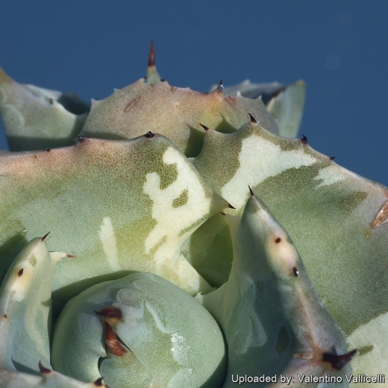 zucchero agave Artichoke Agave main image 0
