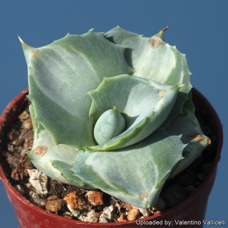 Agave isthmensis f.inermis mediopicta 中斑 Agave isthmensis f