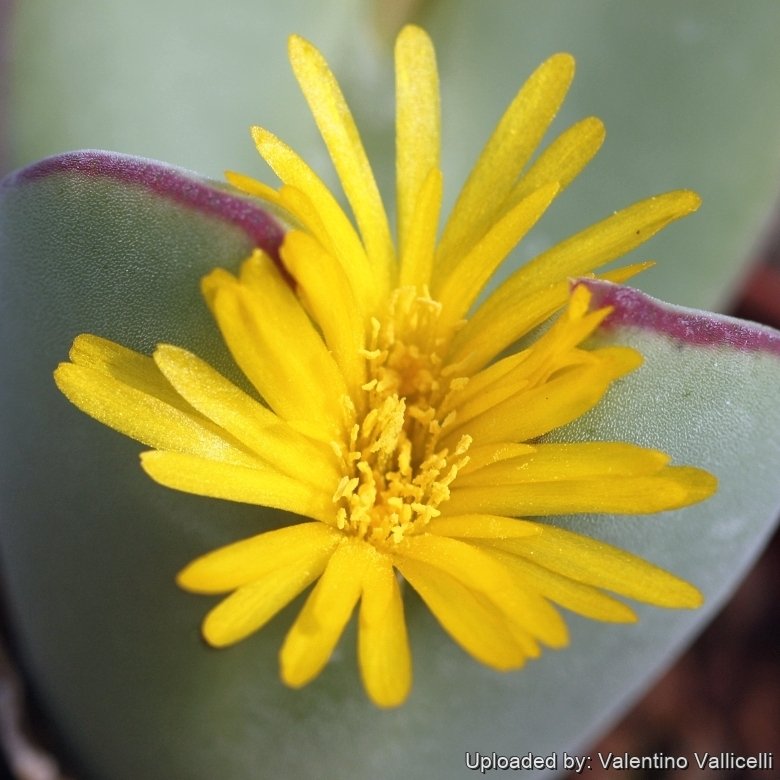 Conophytum christiansenianum
