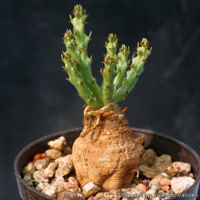 Euphorbia decidua