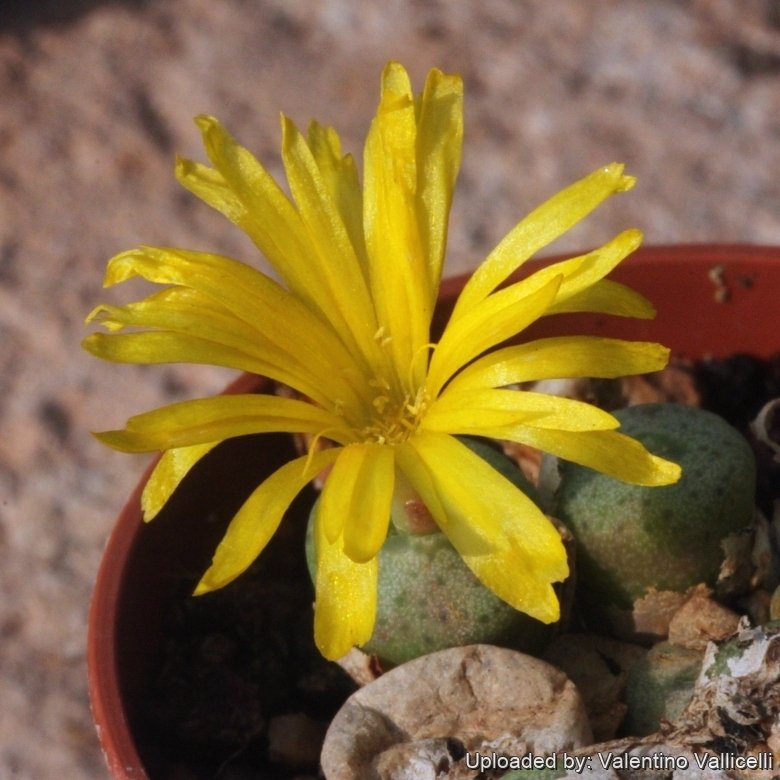 Conophytum novicium