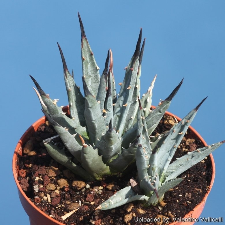 Agave nevadensis