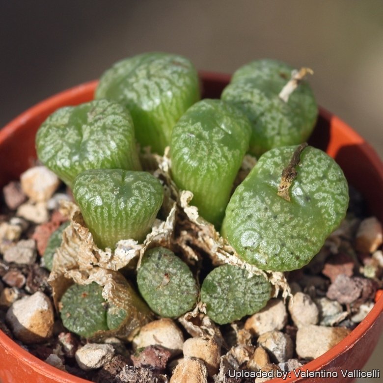 Conophytum ectypum var. brownii