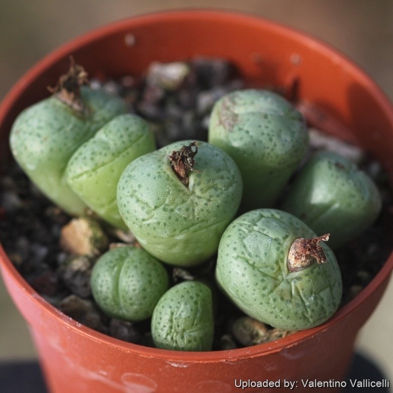 Conophytum peersii
