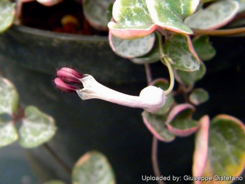 Ceropegia woodii f. variegata