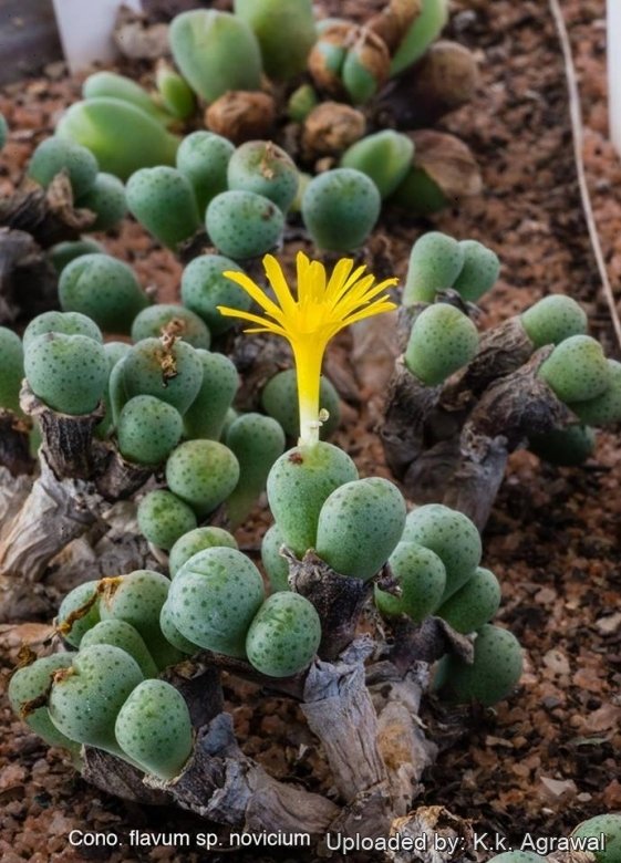 New Views of the Genus Conophytum コノフィツム Dumpling and His Wife - New Views of the Genus Conophytum