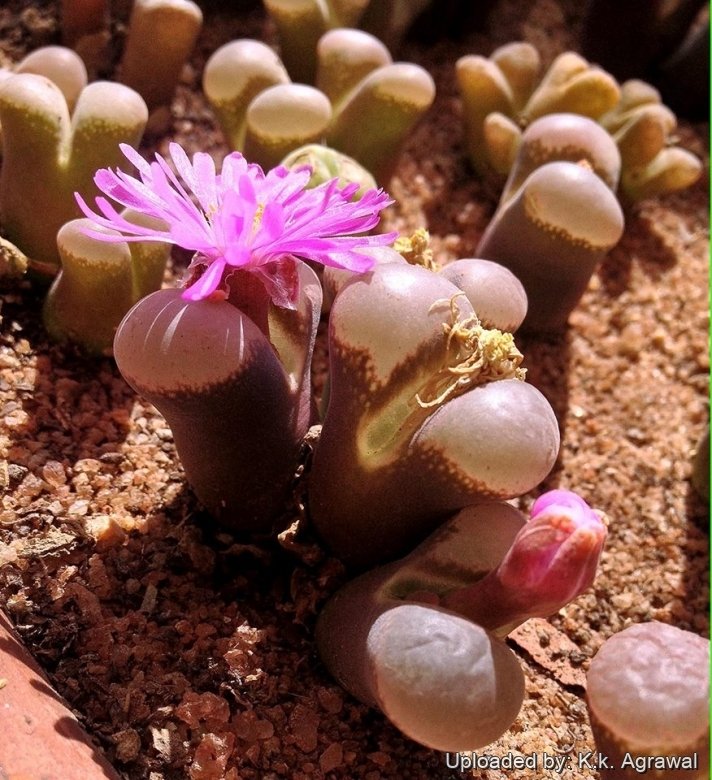 コノフィツム Conophytum friedrichiae Lithops friedrichiae