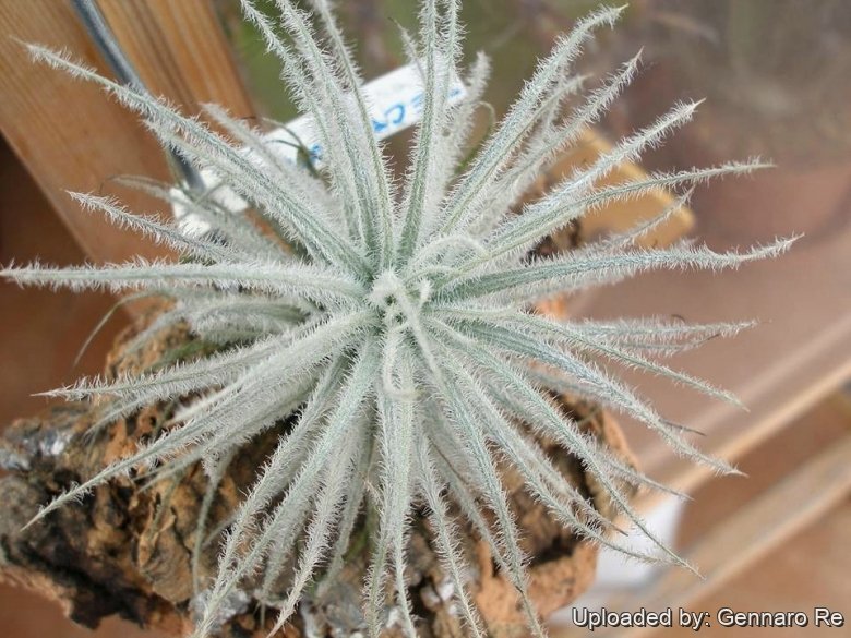 buy pineapple plants florida Pineapple ‘White Jade’ main image 1