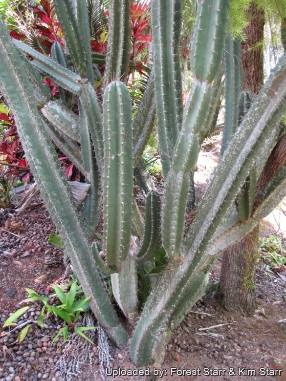 【keisuke.cacti】 Opuntiaviolacea-