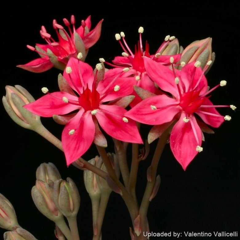 POWERS TO FLOWERS - GYMNOCACTUS TRIS MINI ROSSO, 3 PIANTE, VASO 5CM Diametro Pianta Vera B0bgsqlmd5