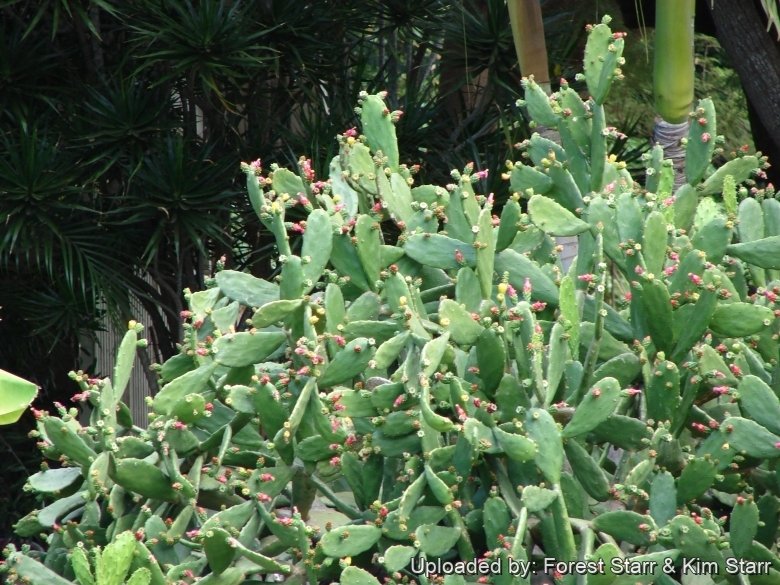 Nopalea cochenillifera