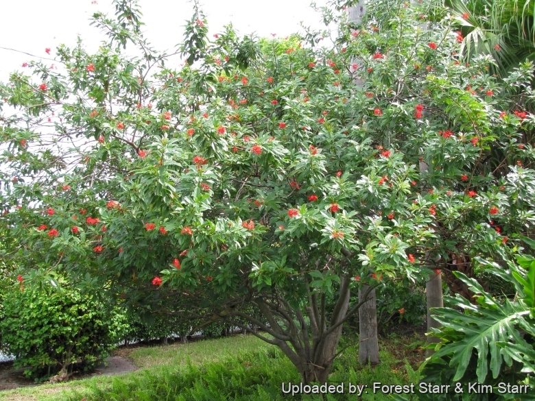 Jatropha integerrima