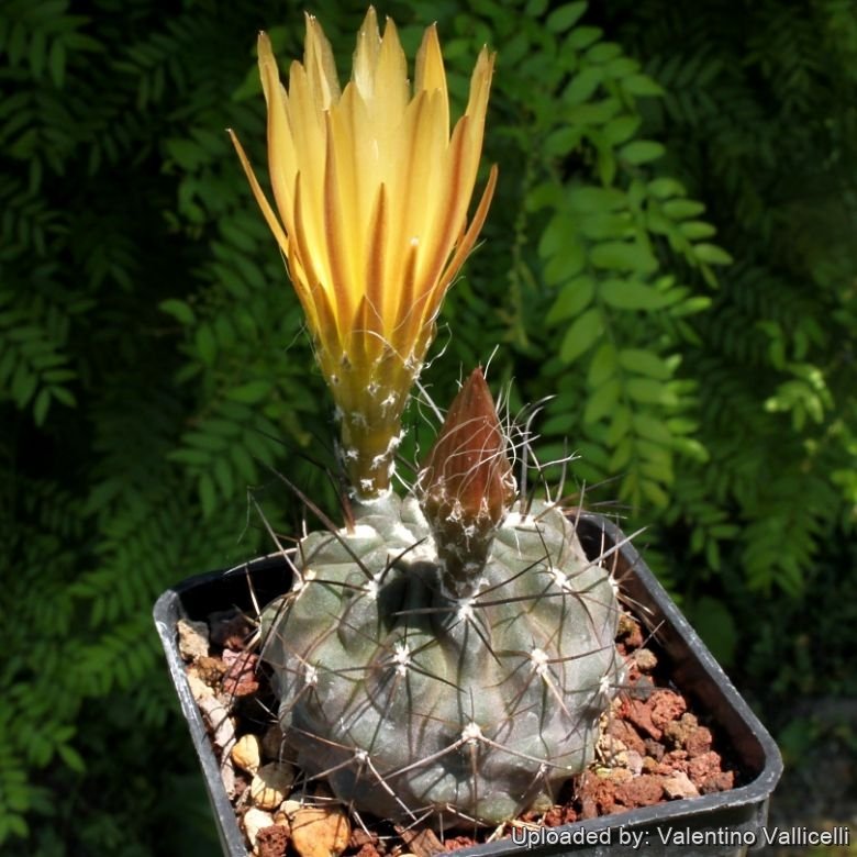 【極稀少】Eriosyce zorillaensis KP-2180 Eriosyce heinrichiana