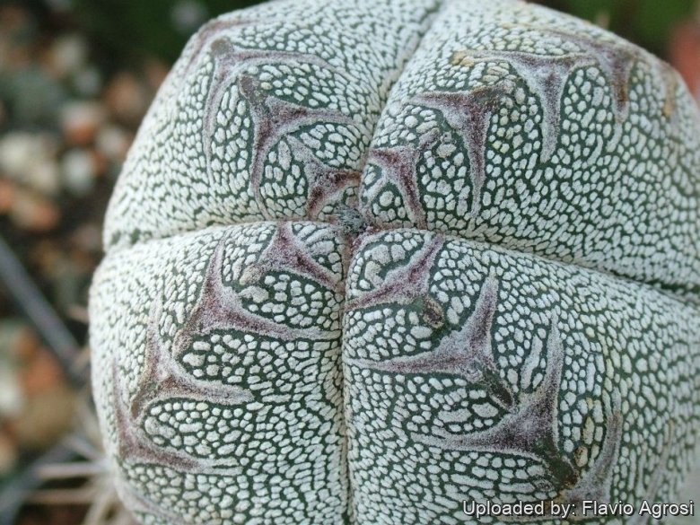 Astrophytum myriostigma cv. Onzuka quadricostatum