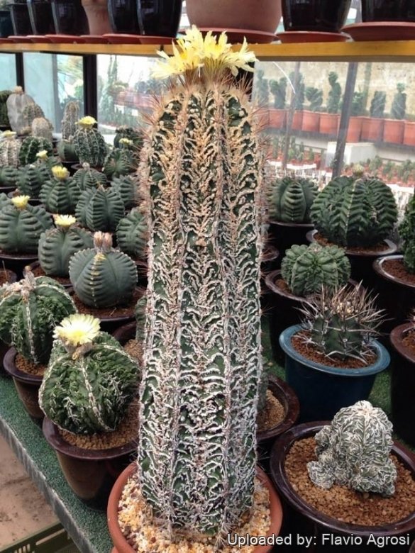 Astrophytum ornatum cv. Fukuryu Hania