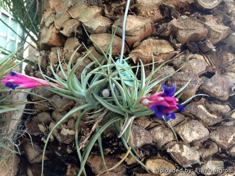 Tillandsia aeranthos