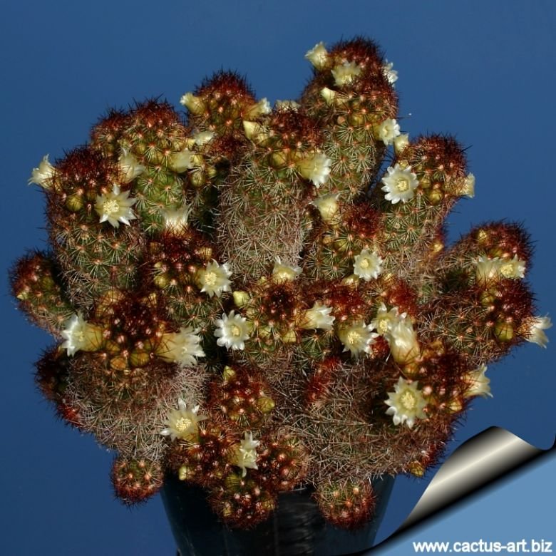 Mammillaria elongata cv. Kopper King