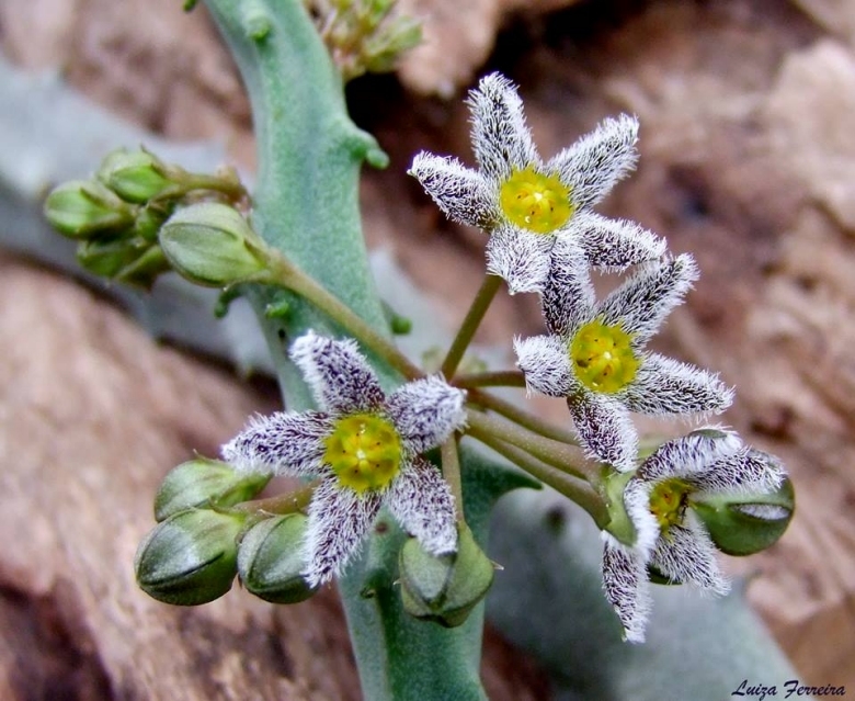 Caralluma burchardii subs. maura