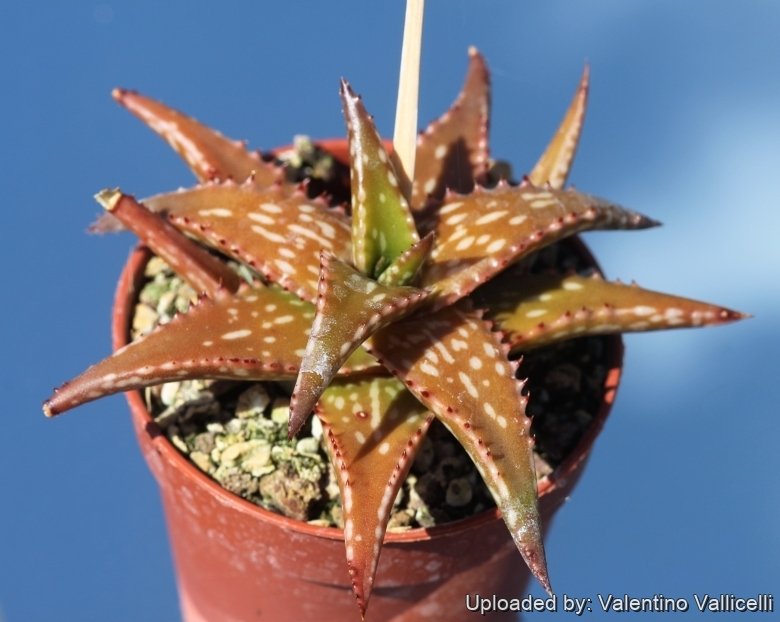 Aloe jucunda
