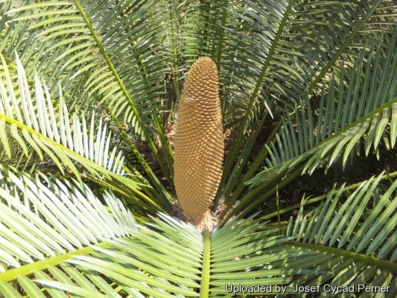 Details about    Rare 2 Bulbs Cycas Tansachana Plant From Thailand 