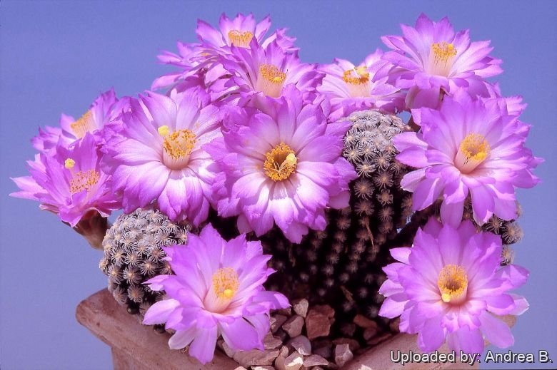 Mammillaria theresae