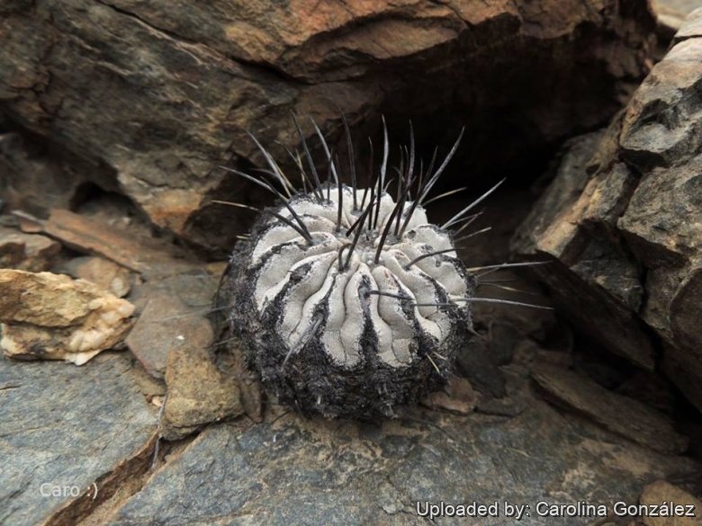 Copiapoa cinerea subs. dealbata