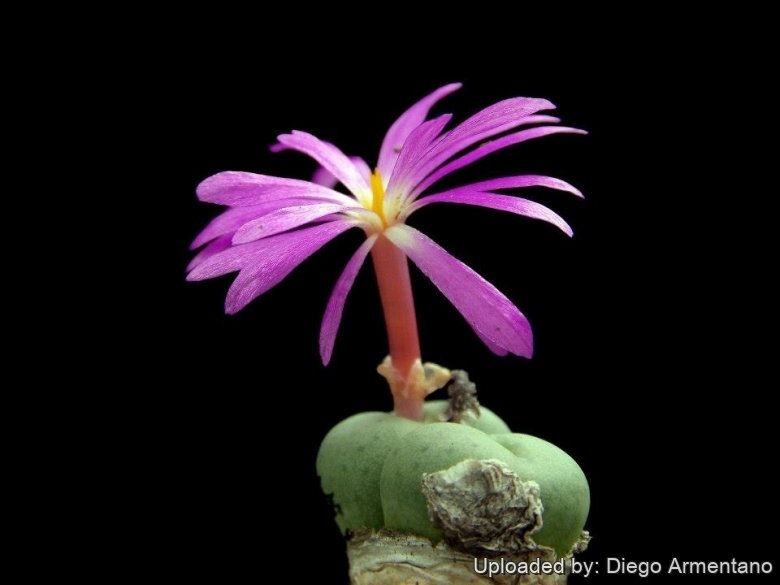 New Views of the Genus Conophytum コノフィツム The genus Conophytum: A conograph by Steven Hammer | Goodreads
