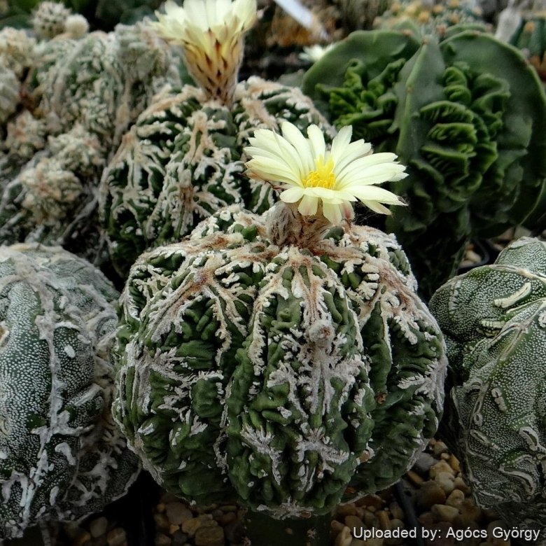 Astrophytum myriostigma cv. Hanabi