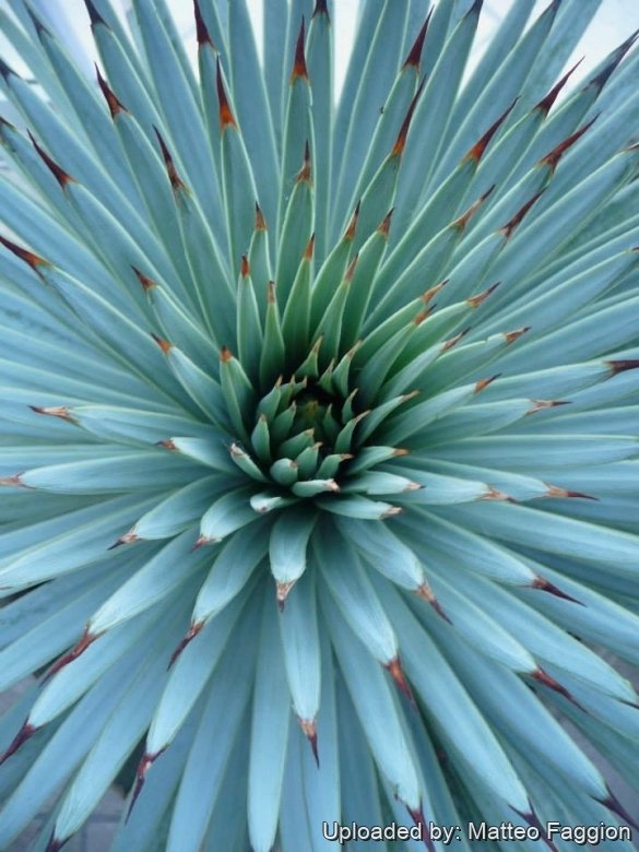 Agave rzedowskiana