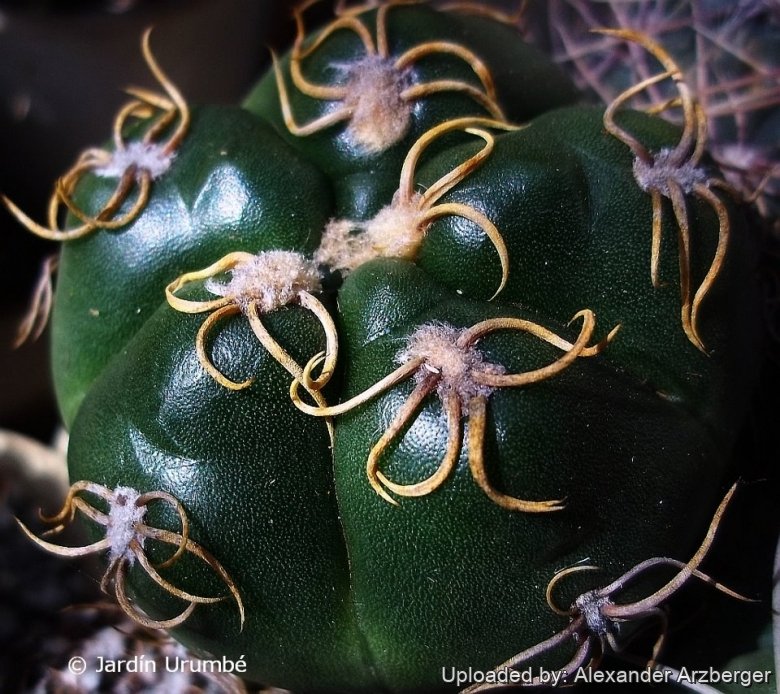 Gymnocalycium denudatum
