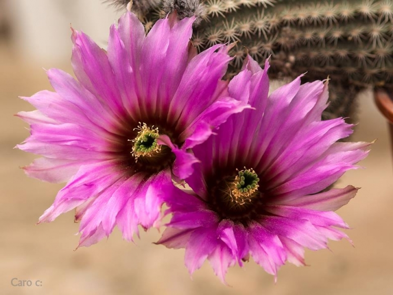 Echinocactus reichenbachii