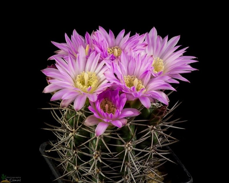 Gymnocalycium monvillei subs. horridispinum