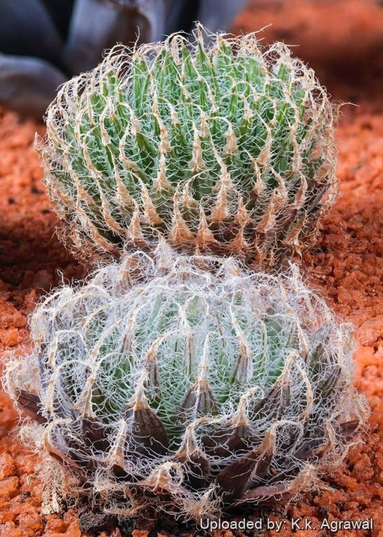 Haworthia arachnoidea subs. setata
