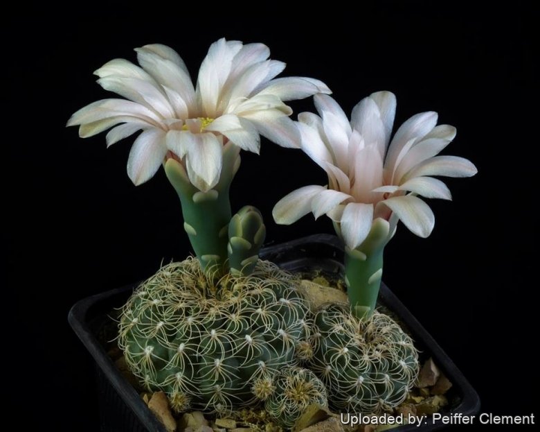 Gymnocalycium calochlorum