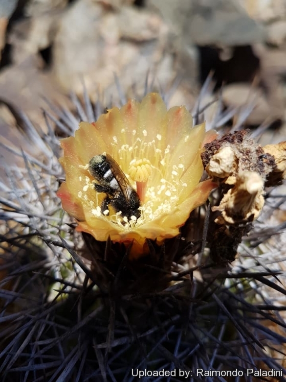 Jeu de lancer cactus Kerlis - Irrijardin