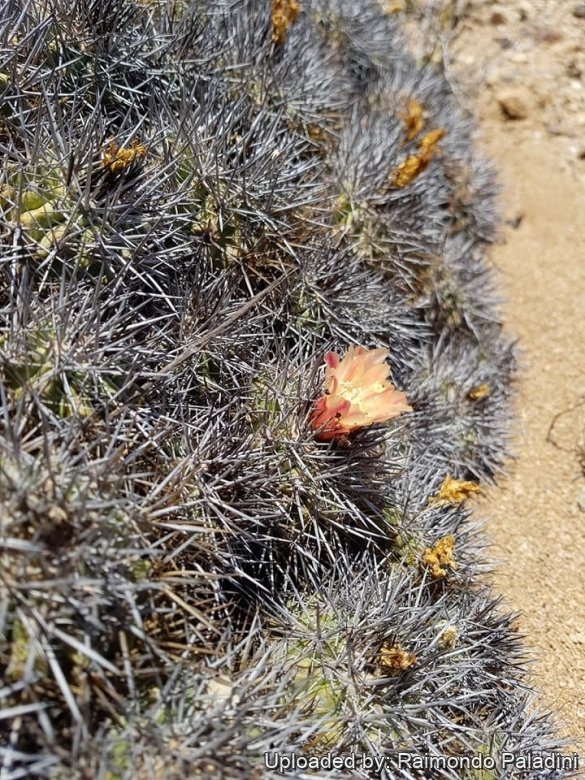 羅本製所　Robin copiapoa x Poh poh_copiapoa_tmb__64452.