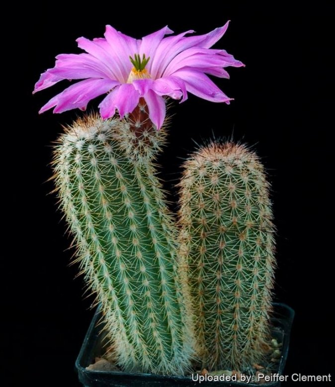 kaktus artikel 10 Stück Opuntia Kaktus ca. 10 cm main image 0