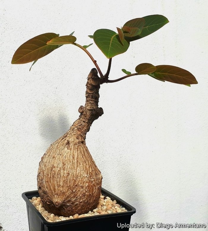 Phyllanthus mirabilis