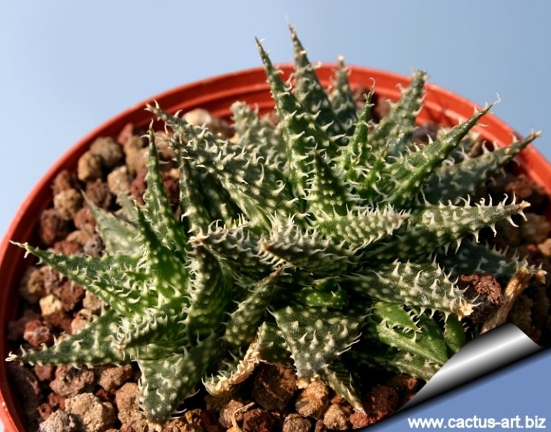 Aloe hybrid descoingsii x haworthioides