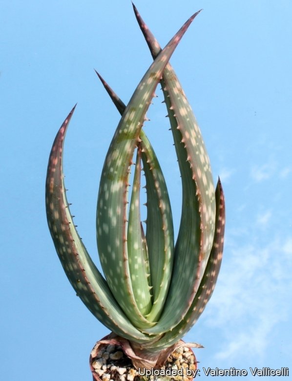 Aloe gariepensis