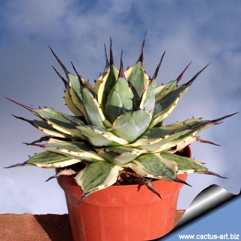 Agave applanata cv. Cream Spike